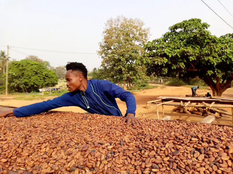 Una piantagione di cacao in Ghana con piante giovani e alberi da ombra