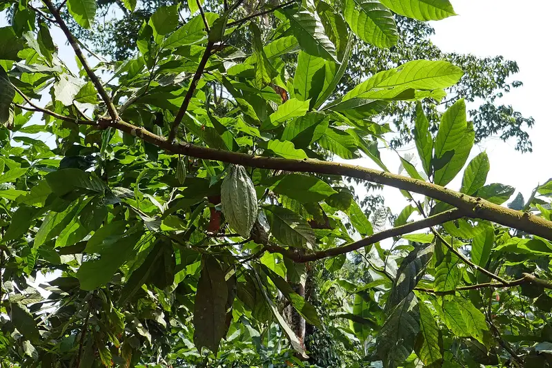 Una cabossa di cacao in una piantagione di São Tomé