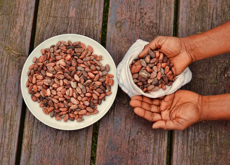 Fave di cacao