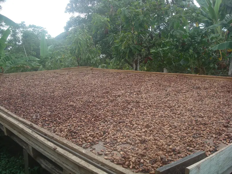 Fave di cacao stese al sole in Colombia