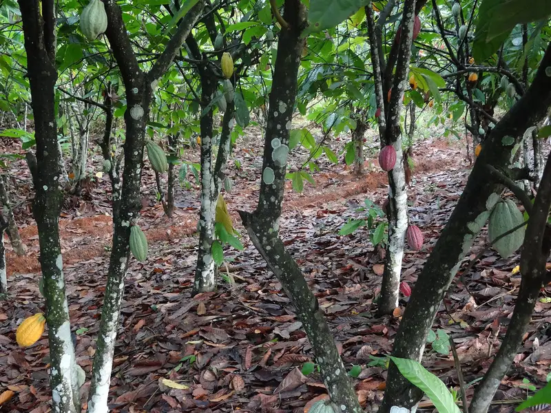 Cabosse di cacao in Costa d'Avorio