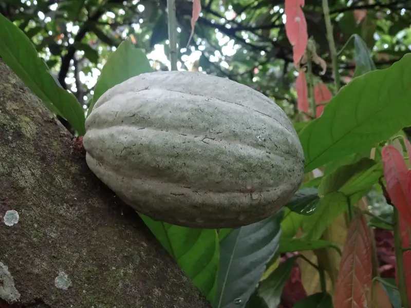 Cabosse di cacao sulla pianta in Costa d'Avorio