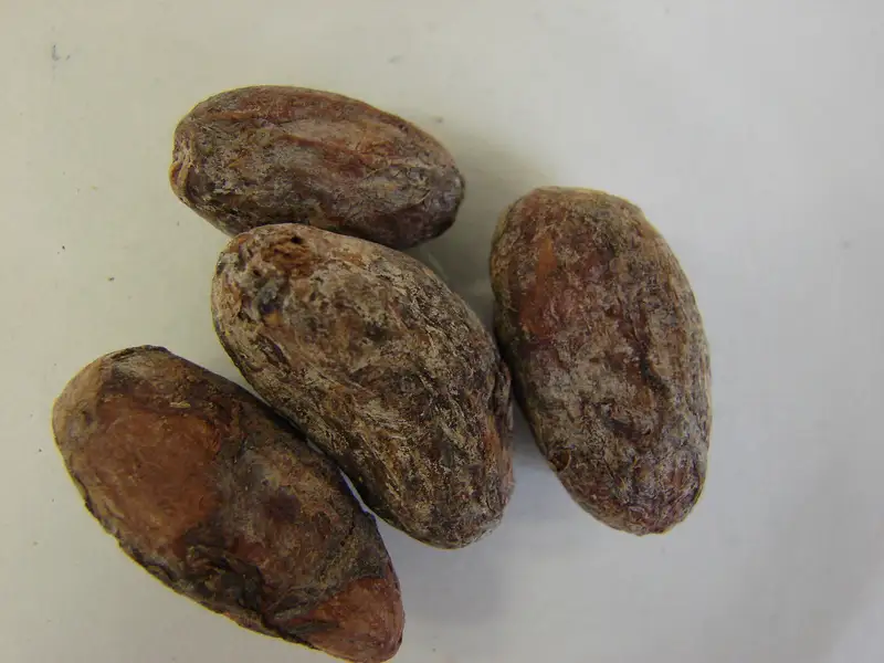 Semi di cacao