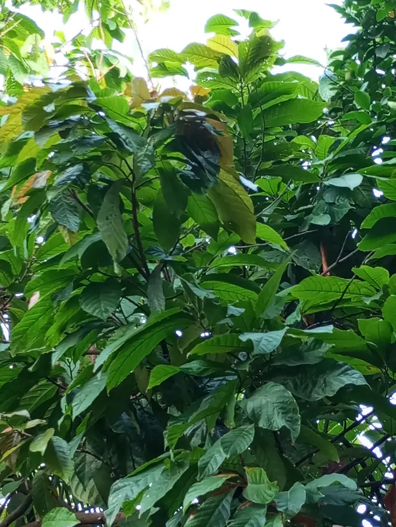 Un albero di cacao