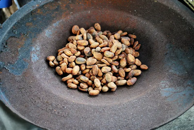 Fave di cacao essiccate pronte per la tostatura in Tabasco, Messico