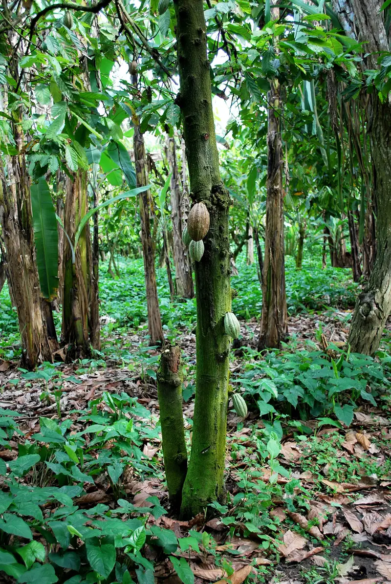 Albero di cacao con i suoi frutti alla Hacienda La Chonita, in Tabasco (Messico)