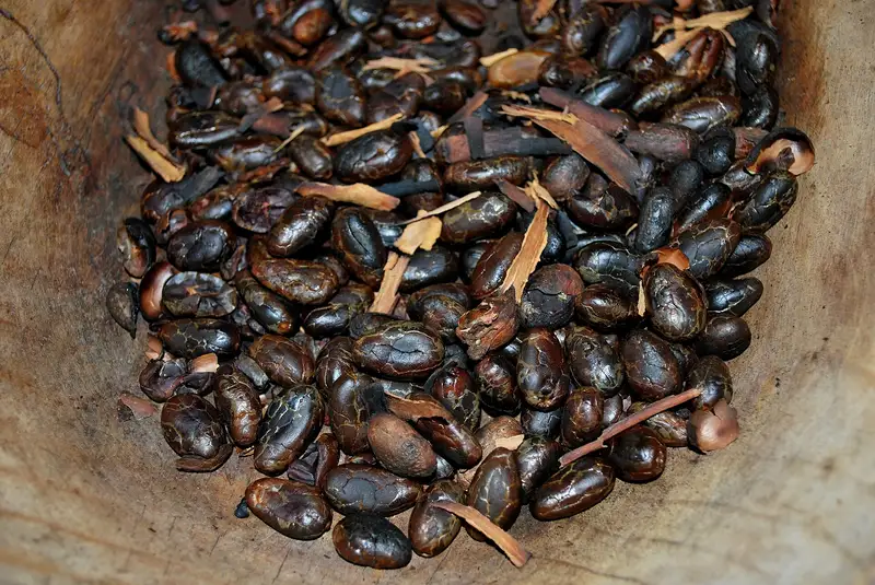 Fave di cacao tostate alla Hacienda La Chonita, in Tabasco (Messico)
