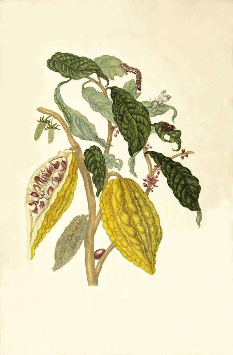 Tavola botanica del 1705 di Maria Sibylla Merian con la pianta del cacao
