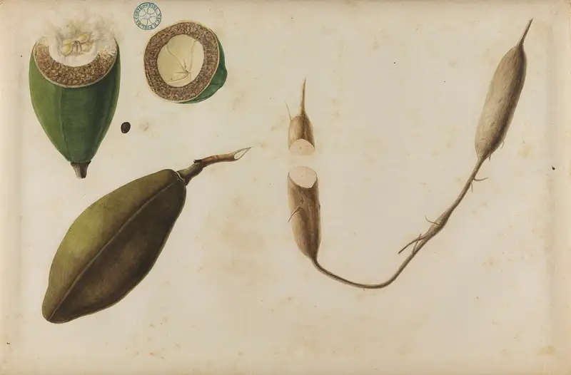 Illustrazione storica della pianta e dei frutti del cacao