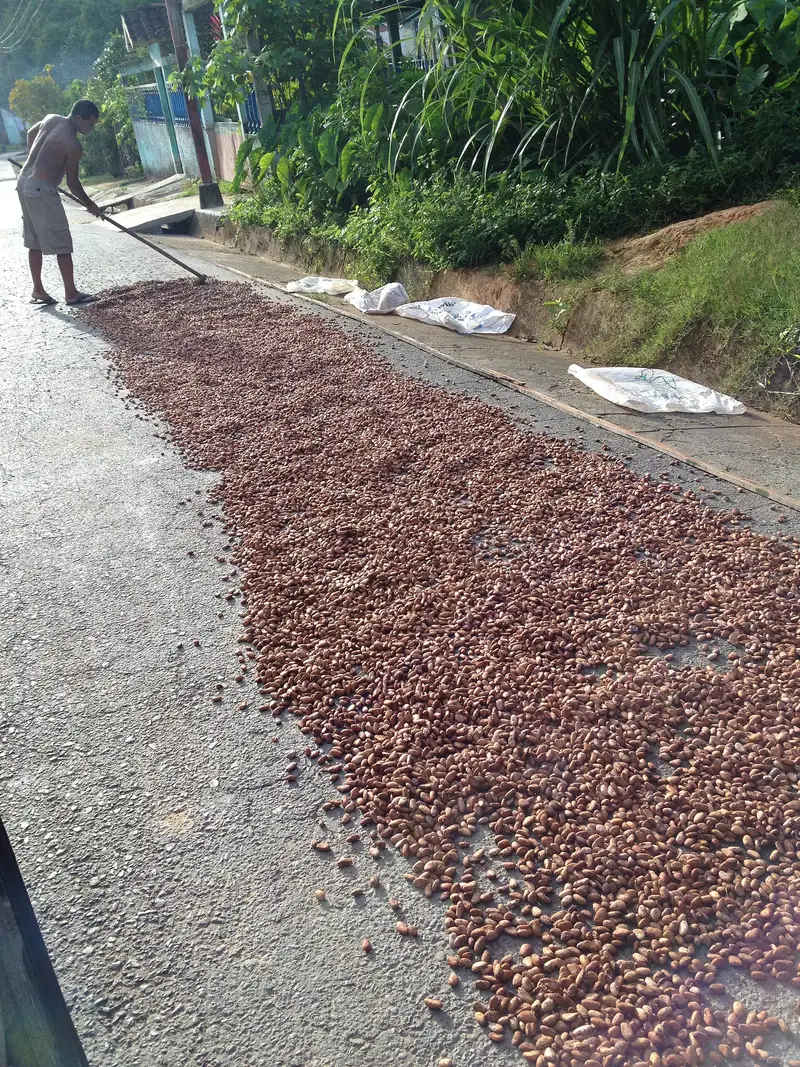 Cacao di Chuao, in Venezuela