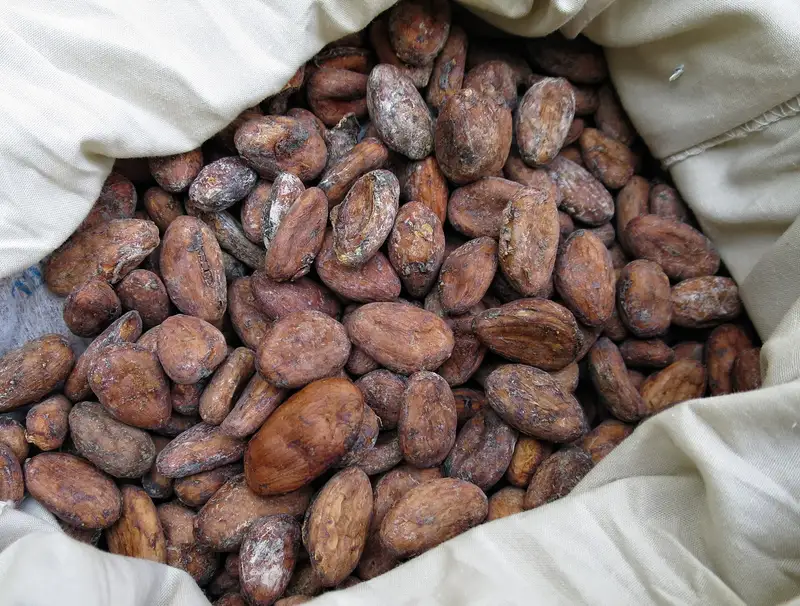 Fave di cacao, la materia prima del cioccolato