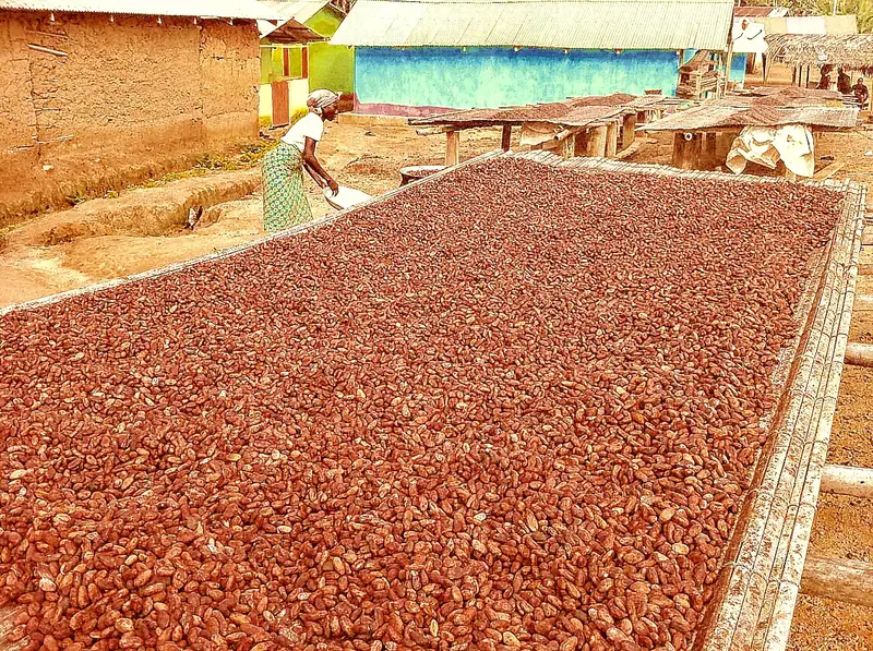 Fave di cacao stese a essiccare in Ghana