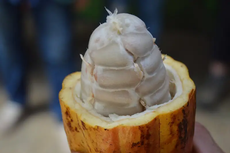 Fave di cacao fresche all'interno di un frutto di cacao aperto