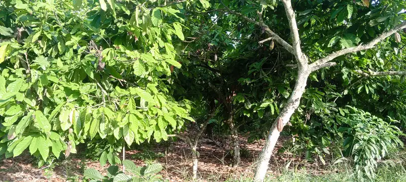 Una piantagione di cacao in Ghana