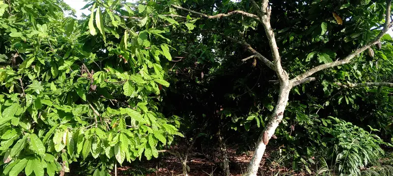 Alberi di cacao in una piantagione del Ghana