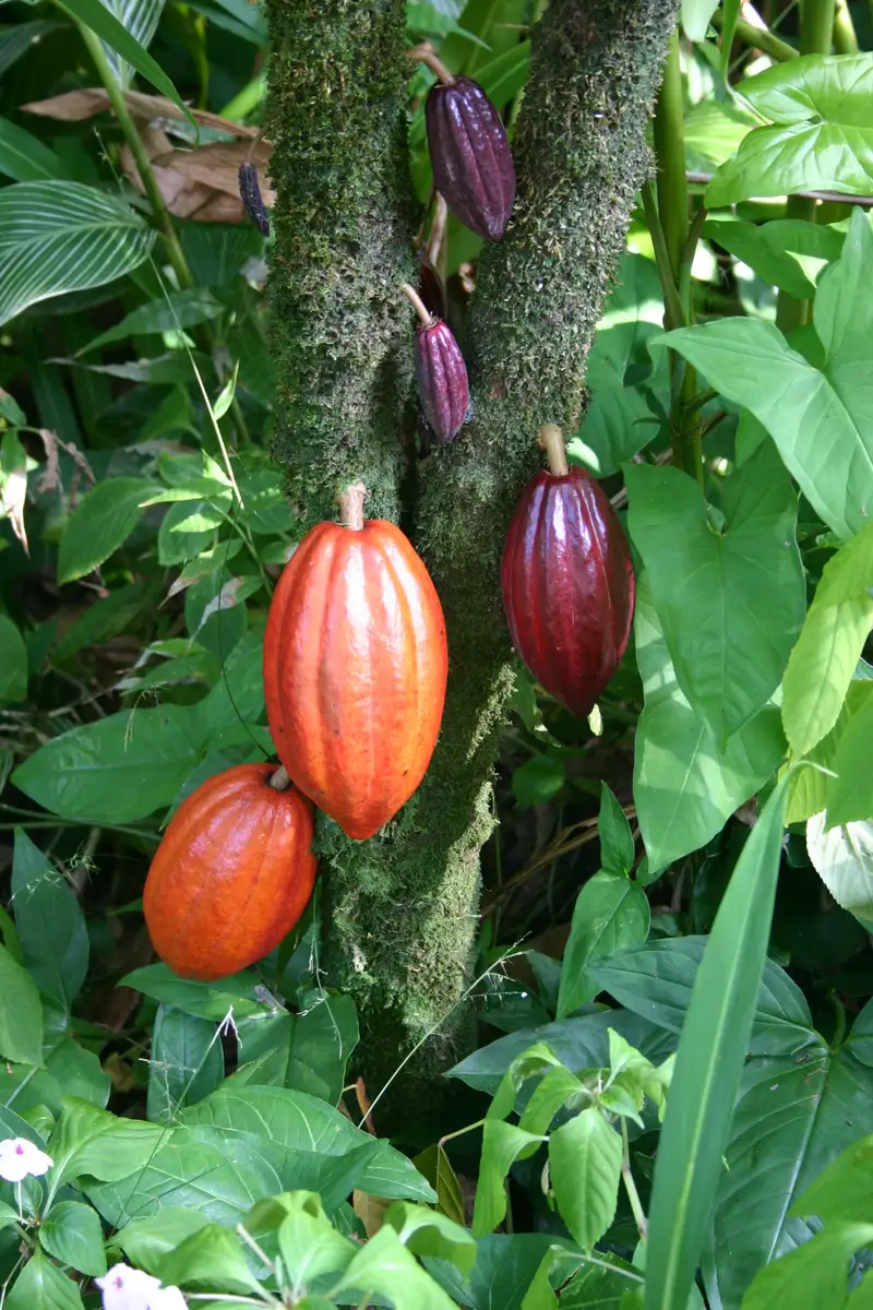 Frutti di cacao maturi appesi al tronco della pianta