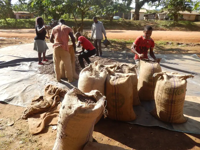 Il raccolto del cacao in Camerun