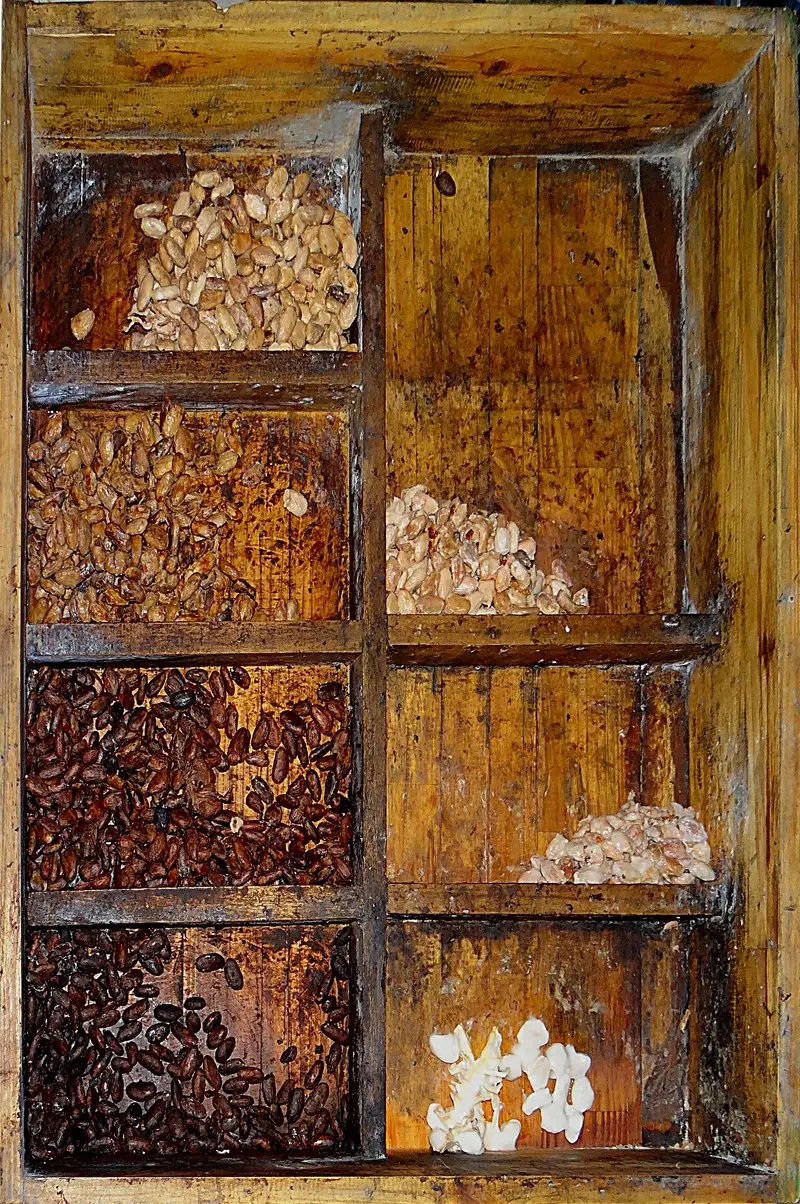 Fave di cacao a diversi stadi di fermentazione