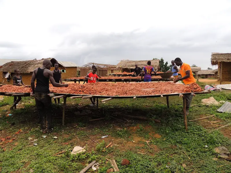 Coltivatori di cacao in Costa d'Avorio