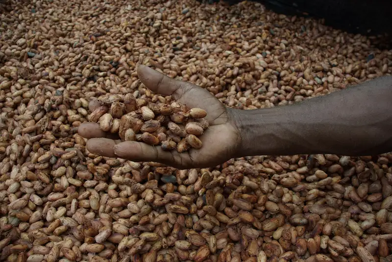 Un coltivatore mostra fave di cacao fermentate stese a essiccare al sole