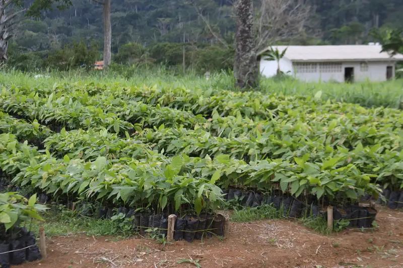Vivaio di giovani piantine di cacao in Camerun