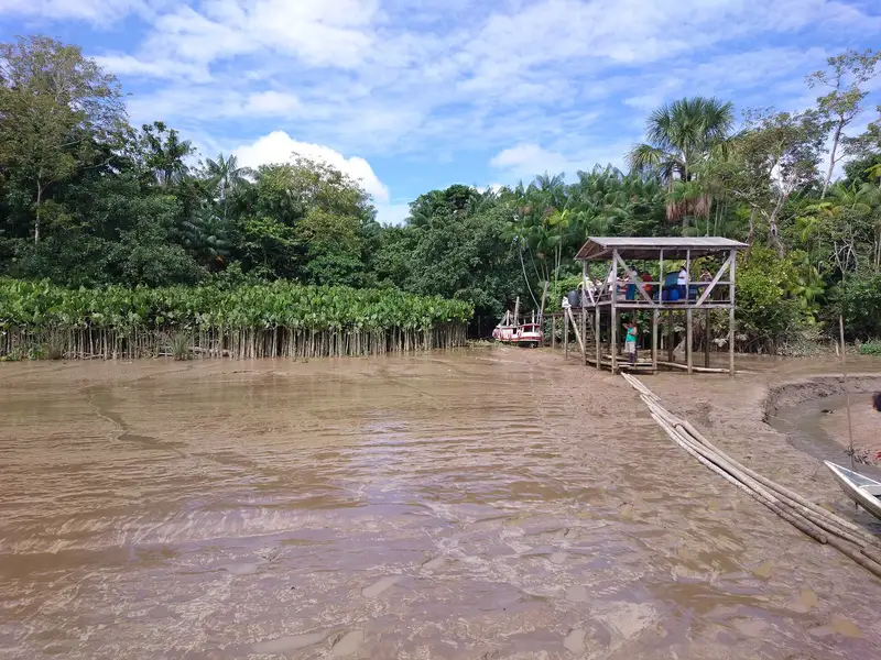 Sentiero tra le piante di cacao a Belém, in Brasile